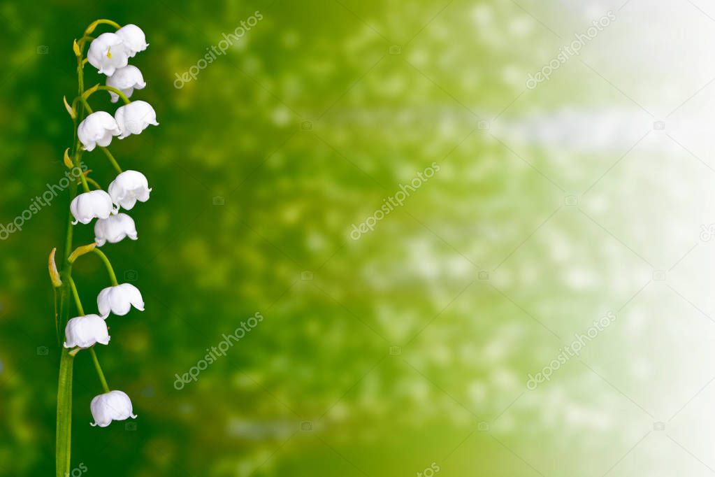 Spring landscape. flowers lily of the valley. outdoors