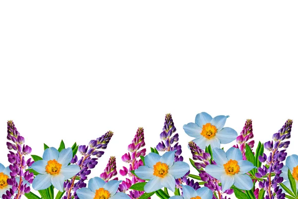 Spring Flowers Narcissus Isolated White Background Lupine — Stock Photo, Image