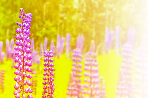 Яркие Люпиновые Цветы Фоне Летнего Пейзажа Природа — стоковое фото