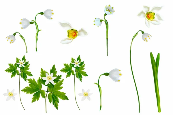 Flores Primavera Snowdrop Isolado Fundo Branco — Fotografia de Stock