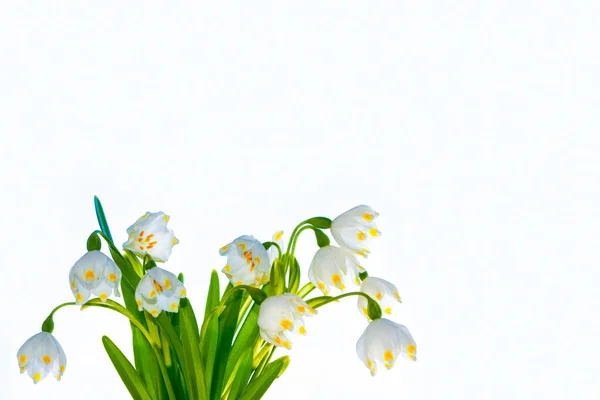 Lente Bloemen Sneeuwklokje Geïsoleerd Witte Achtergrond — Stockfoto