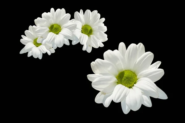 Барвисті Осінні Квіти Хризантем Чорному Тлі Природа — стокове фото