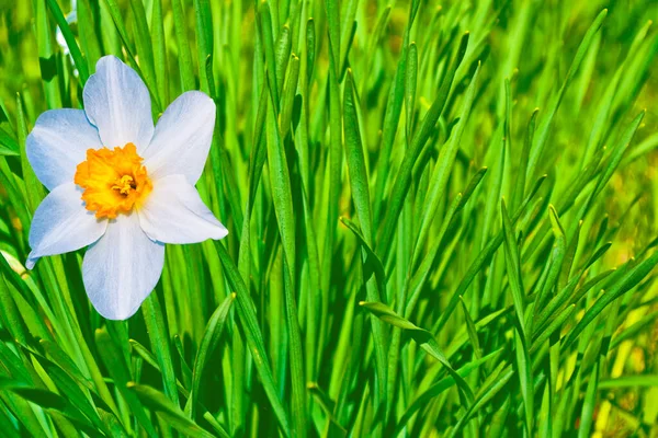 春の風景を背景に鮮やかでカラフルな水仙の花 — ストック写真
