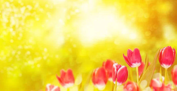 Přírodní Květinové Pozadí Jarní Jasné Květy Tulipán — Stock fotografie