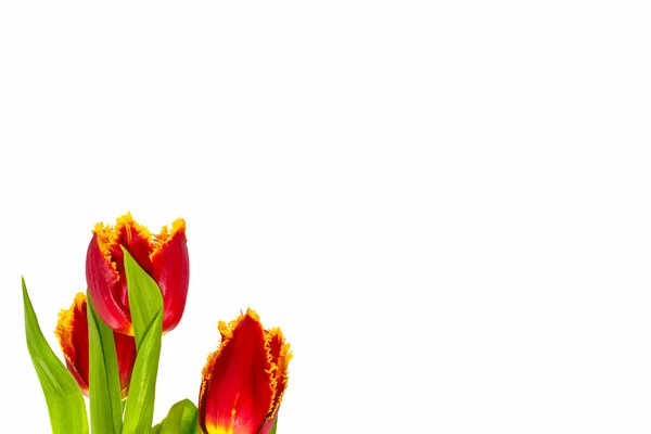 Bahar Çiçekleri Beyaz Arkaplanda Izole Laleler — Stok fotoğraf