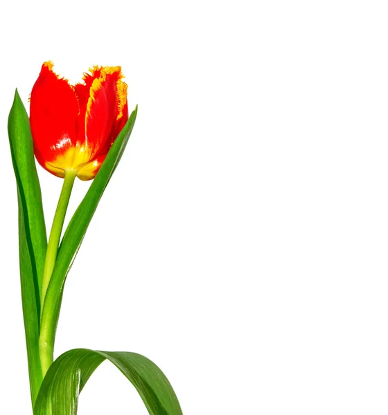 Spring Flowers Tulips Isolated White Background — Stock Photo, Image