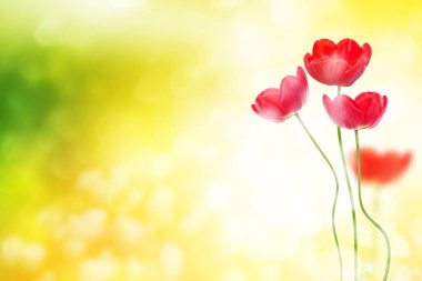 Bahar çiçeklerinin doğal çiçek arkaplanı. lale