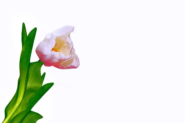 Flores Primavera Tulipanes Aislados Sobre Fondo Blanco —  Fotos de Stock