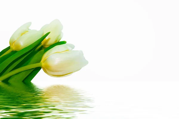 Spring Flowers Tulips Isolated White Background — Stock Photo, Image