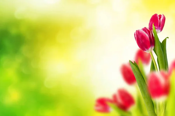 春光明媚的自然花朵背景 郁金香 — 图库照片