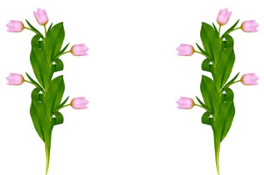 bahar çiçekleri beyaz arkaplanda izole laleler. 