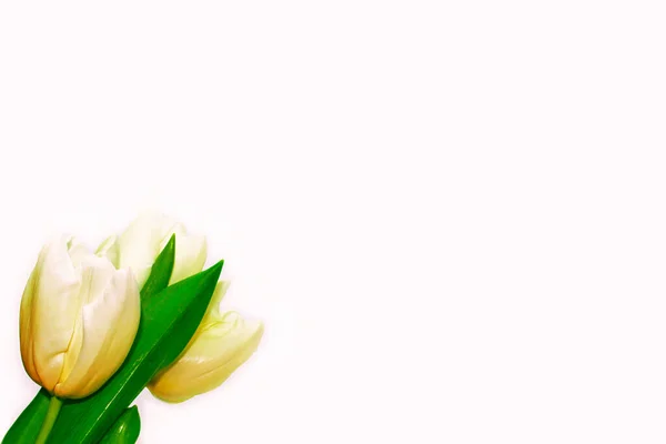 Lente Bloemen Tulpen Geïsoleerd Witte Achtergrond — Stockfoto