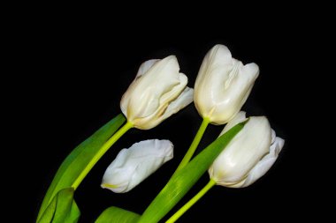 bahar çiçekleri siyah arkaplanda izole laleler. 