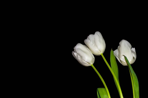 Fiori Primaverili Tulipani Isolati Sfondo Nero — Foto Stock