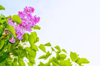 Parlak ve renkli lila çiçek