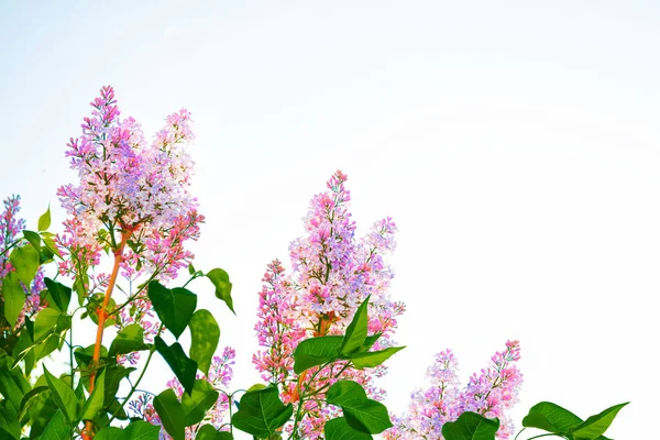 Helder Kleurrijk Lila Bloemen — Stockfoto