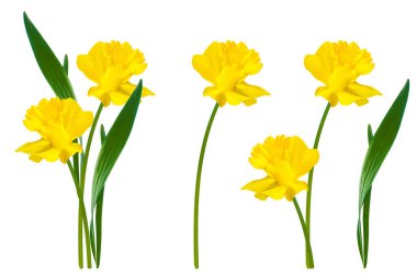 Bahar çiçekleri beyaz arka planda izole edilmiş. Doğa