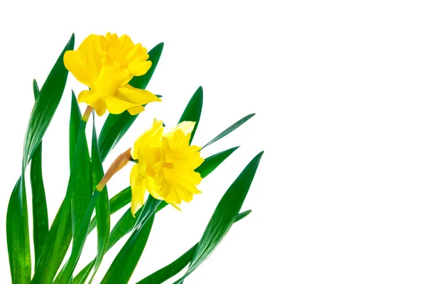 Våren Blommor Narcissus Isolerad Vit Bakgrund Natur — Stockfoto