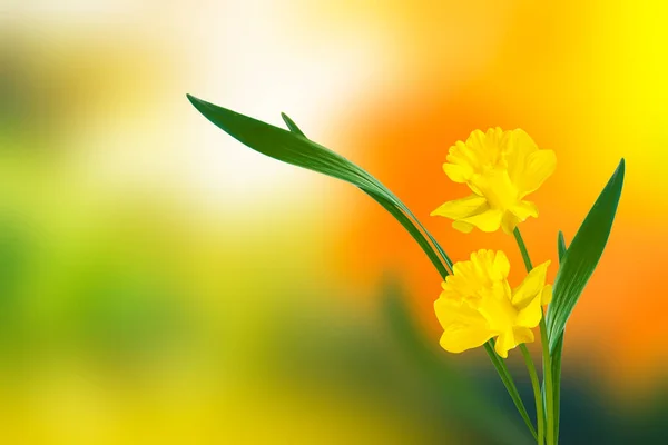 Heldere Kleurrijke Bloemen Van Narcissen Achtergrond Van Het Voorjaarslandschap — Stockfoto