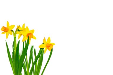 Bahar çiçekleri beyaz arka planda izole edilmiş. nergis