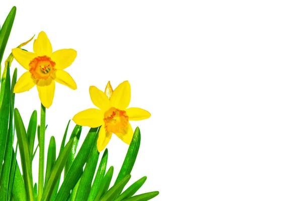 Våren Blommor Narcissus Isolerad Vit Bakgrund Påsklilja — Stockfoto