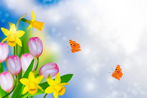 Jasné Barevné Květy Narcisů Pozadí Jarní Krajiny Motýl Tulipán — Stock fotografie