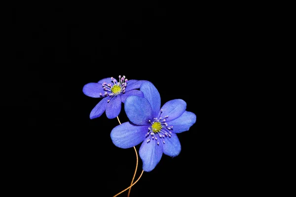 꽃들은 배경에 떨어진다 Liverwort — 스톡 사진