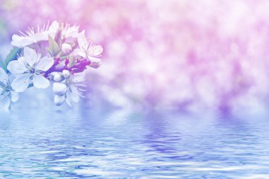 Çiçek açan kiraz dalı. Parlak renkli bahar çiçekleri. Güzel doğa sahnesi