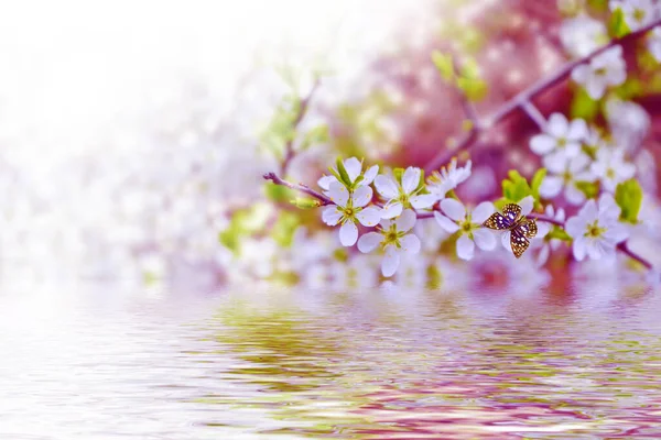 Rama Floreciente Cerezo Flores Primavera Colores Brillantes Hermosa Escena Natural — Foto de Stock