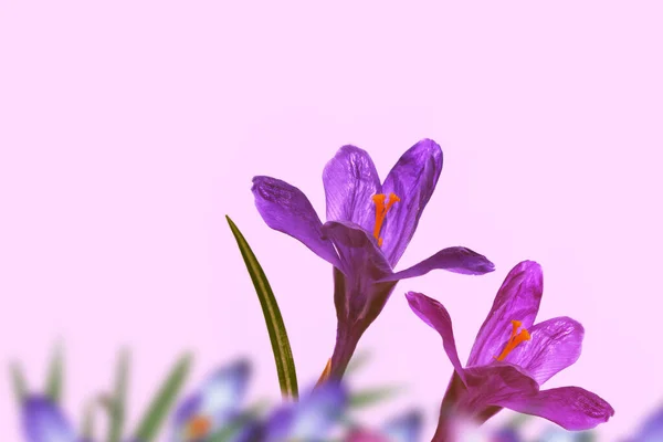 明るくカラフルなクロッカスの花 春の風景 — ストック写真