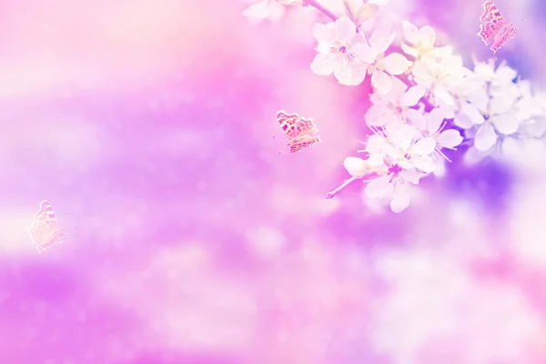 光芒四射的樱桃树色彩艳丽的春花 美丽的自然景观 — 图库照片