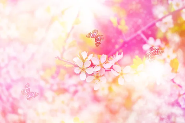 Blühende Zweigkirsche Strahlend Bunte Frühlingsblumen Schöne Naturlandschaft Schmetterling — Stockfoto