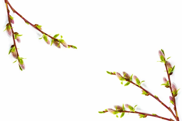 Pussy Willow Twig Isolated White Background Fluffy Spring Flower — Stok fotoğraf