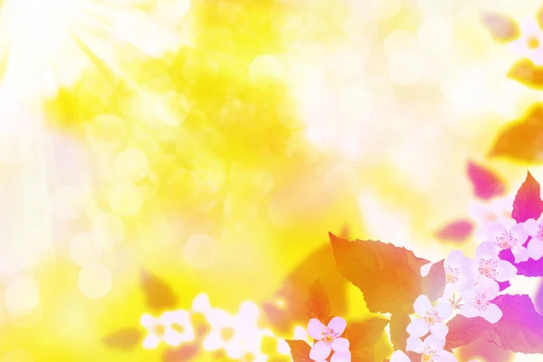 Weißer Jasmin Der Zweig Zarte Frühlingsblumen Natur — Stockfoto