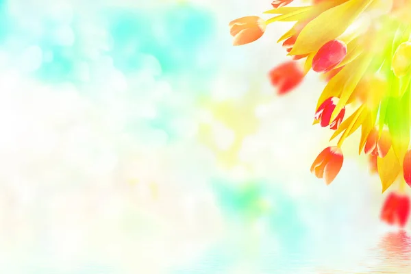 Естественный Цветочный Фон Весенних Ярких Цветов Тюльпаны — стоковое фото