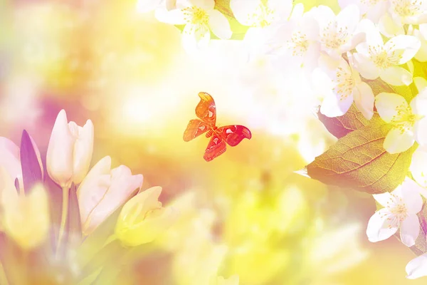Bílý Jasmín Tulipány Motýly Větev Jemných Jarních Květin Příroda — Stock fotografie