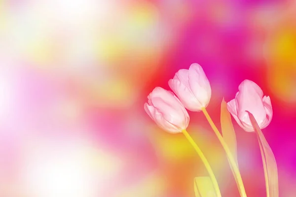 Leuchtend Bunte Frühlingsblumen Tulpen Natürlicher Floraler Hintergrund — Stockfoto