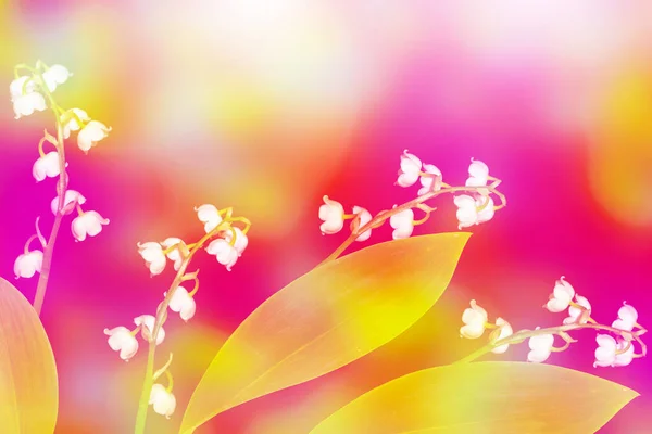 Heldere Kleurrijke Lentebloemen Lelie Van Vallei Natuurlijke Bloemen Achtergrond — Stockfoto