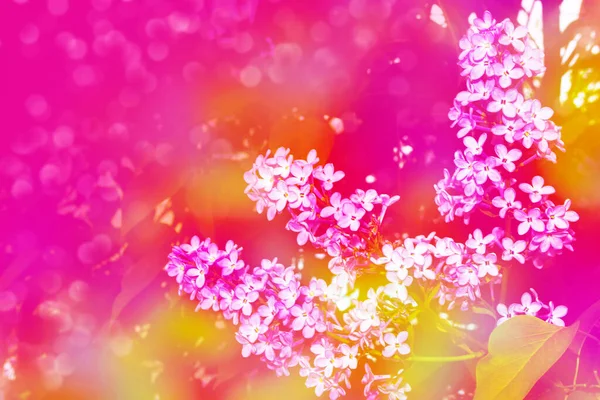 Parlak Renkli Lila Çiçek — Stok fotoğraf