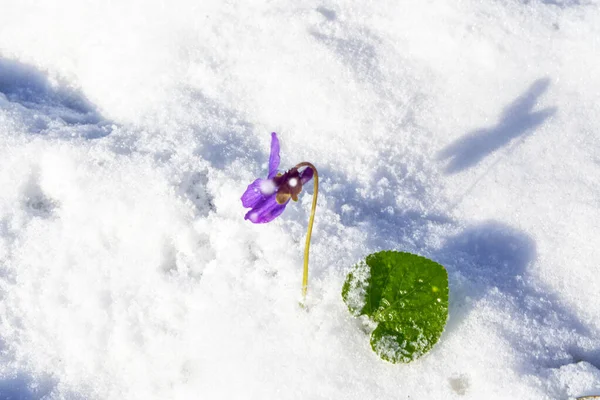 Природа Подснежник Растет Снегу Раннем Весеннем Лесу — стоковое фото