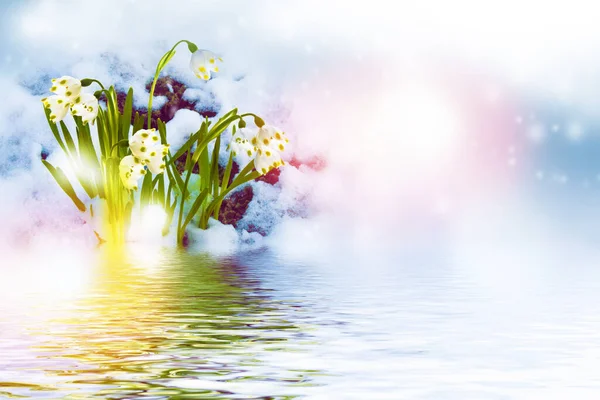 Naturę Kwiat Kropli Śniegu Rośnie Śniegu Wczesnym Lesie Wiosna — Zdjęcie stockowe