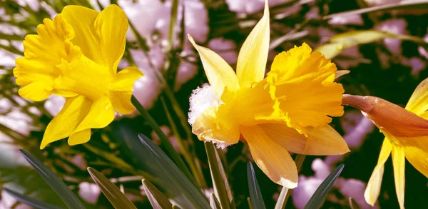 Leuchtend Bunte Narzissen Blühen Schnee Frühlingsgarten — Stockfoto