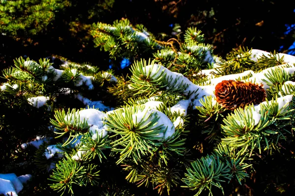 Fagyasztott Téli Erdő Havas Fákkal Szabadtéri — Stock Fotó