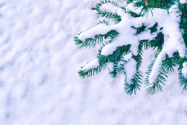 Forêt Hiver Gelée Avec Arbres Enneigés Extérieur — Photo