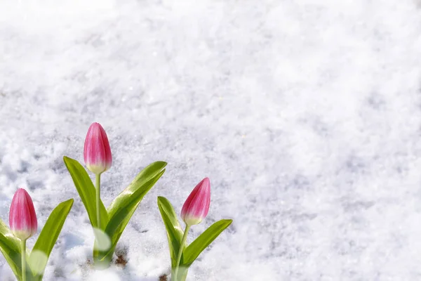 Naturaleza Flor Tulipán Creciendo Nieve Jardín Primavera —  Fotos de Stock