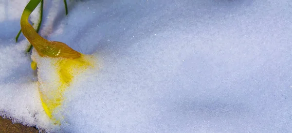 Fleurs Jonquilles Colorées Lumineuses Dans Neige Jardin Printemps — Photo