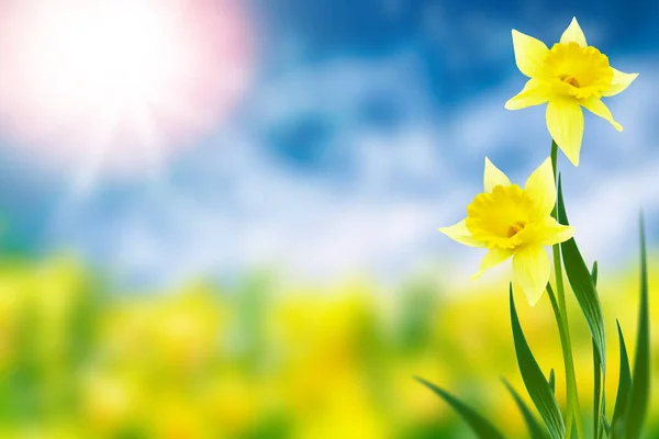 Jasne Kolorowe Kwiaty Żonkili Tle Wiosennego Krajobrazu — Zdjęcie stockowe