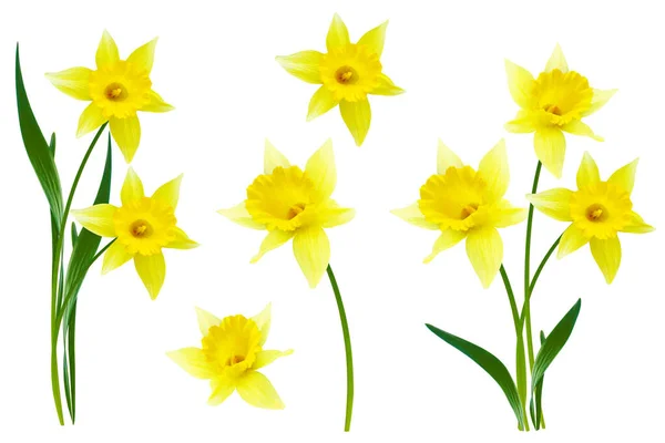 Våren Blommor Narcissus Isolerad Vit Bakgrund Natur — Stockfoto