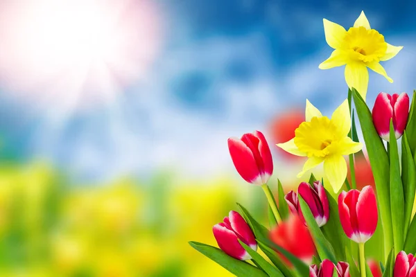Jarní Květiny Tulipány Narcisy Jarní Krajina — Stock fotografie