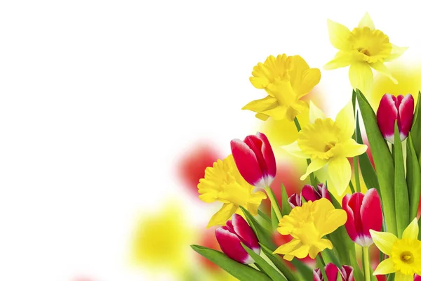 白い背景に分離された水仙とチューリップの明るい色とりどりの春の花 — ストック写真